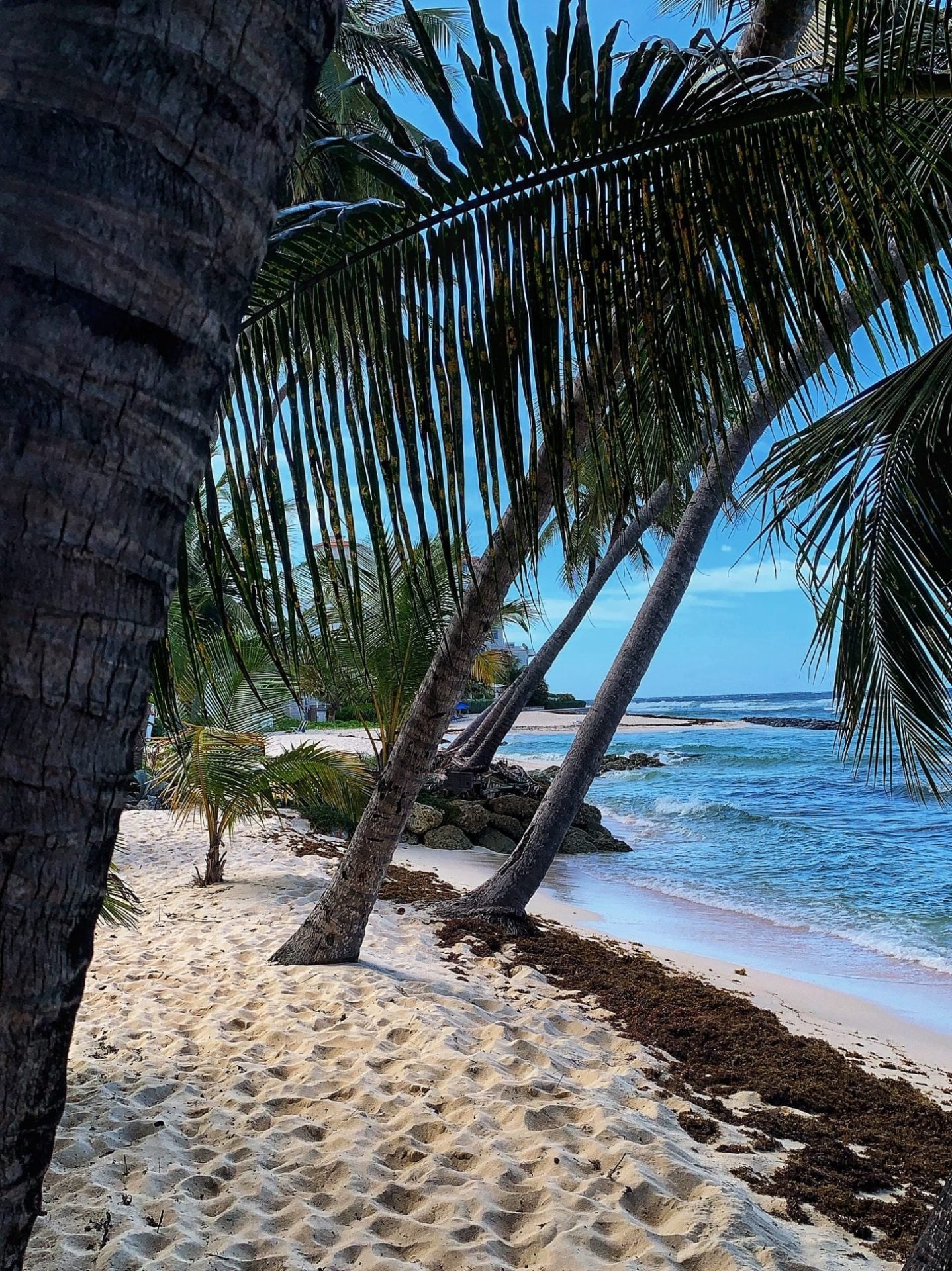 Palm-lined beach in St Barths with white sand, clear waters and a relaxed tropical atmosphere