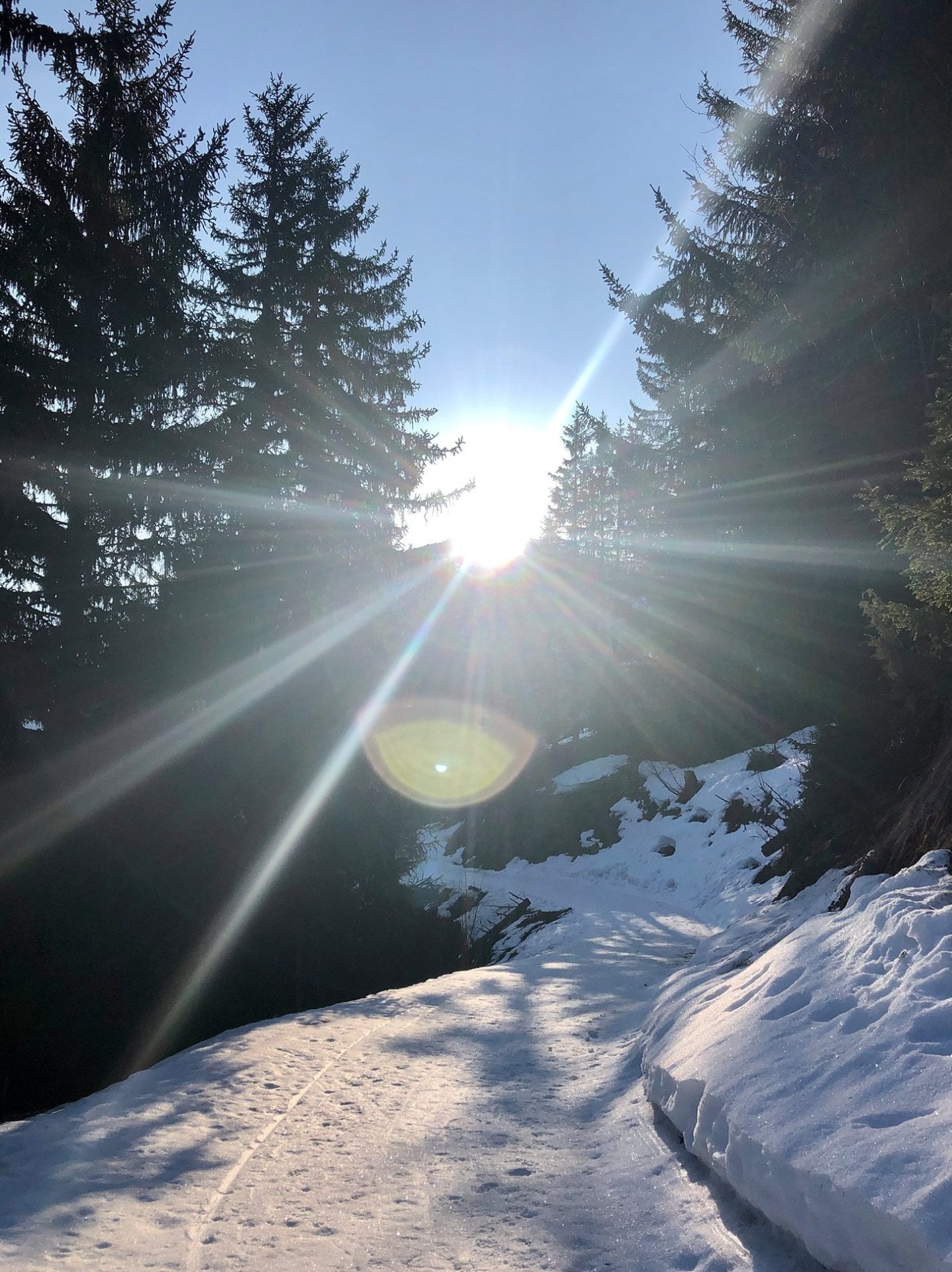 Sunlight streaming through snow-covered pine trees in Courchevel